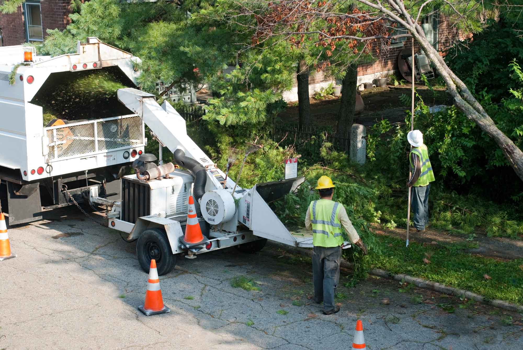tree services in the bronx