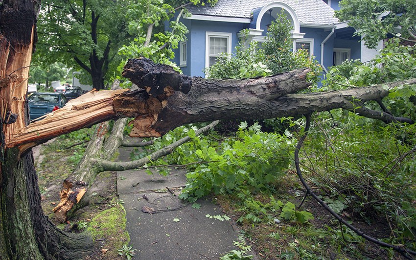 storm-damage-tree-removal-nyc