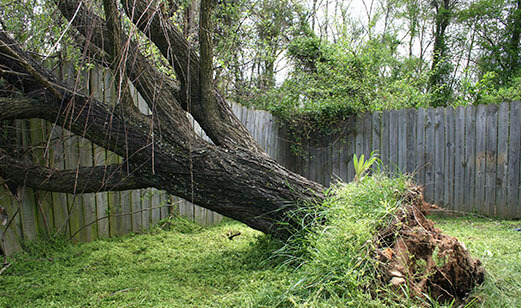 damaged tree removal companies