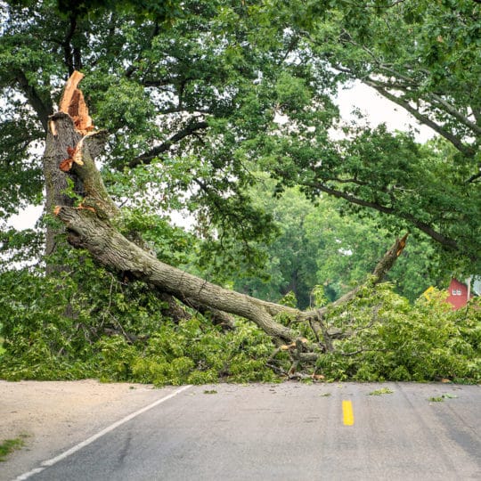 storm damaged tree service