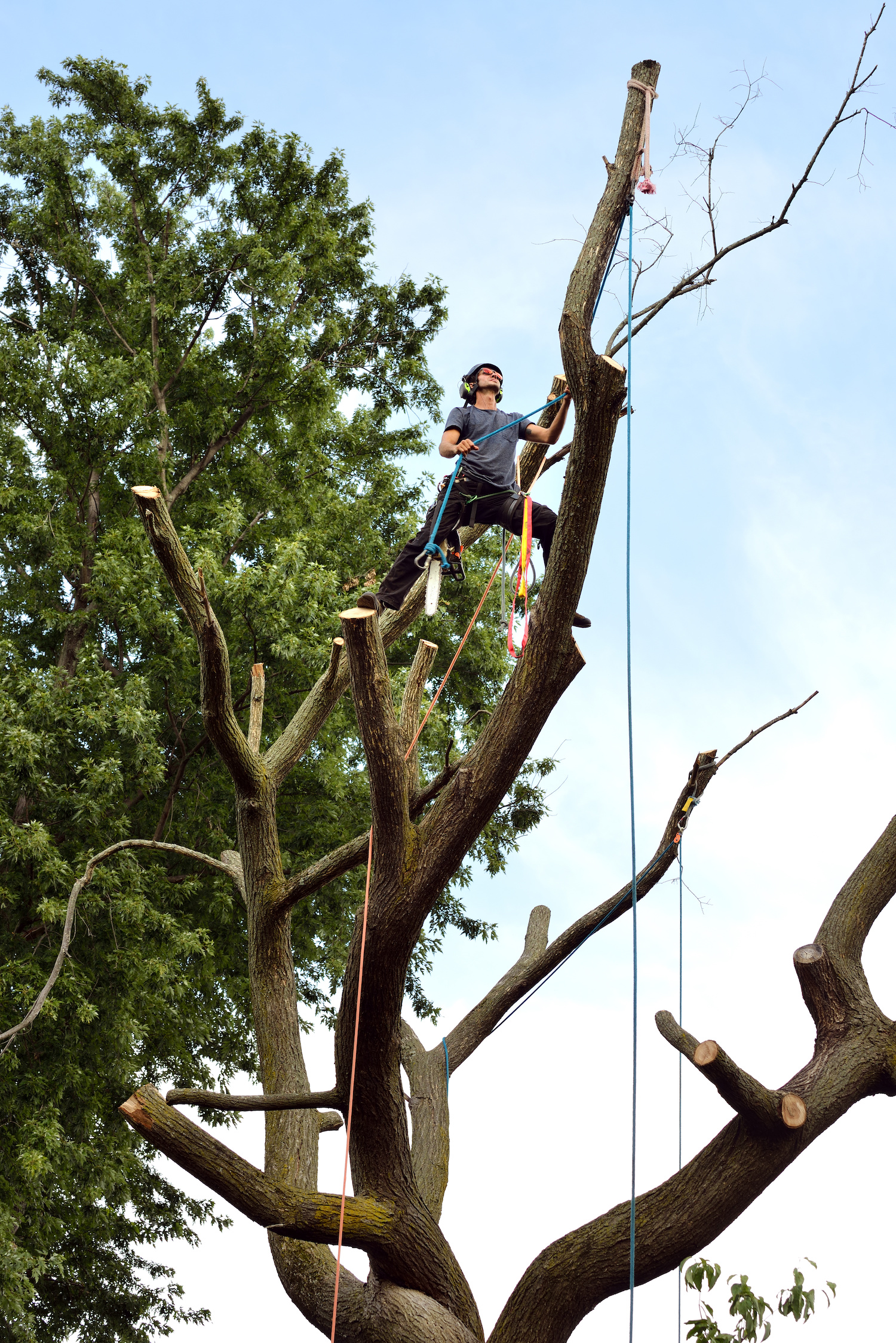 tree branch removal service