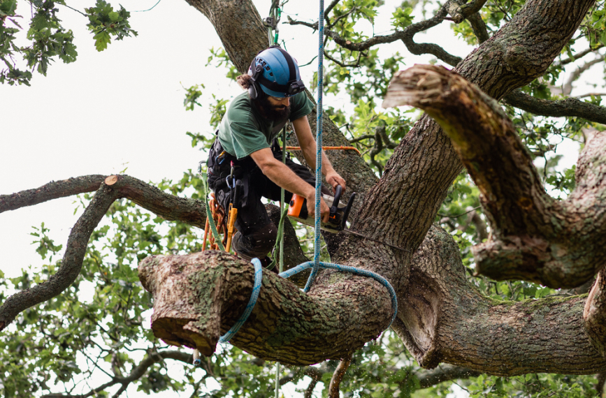 How to Know When It’s Time to Remove a Tree