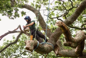 Complete Tree Services