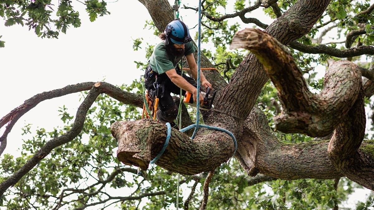 Professional Tree Removal NYC