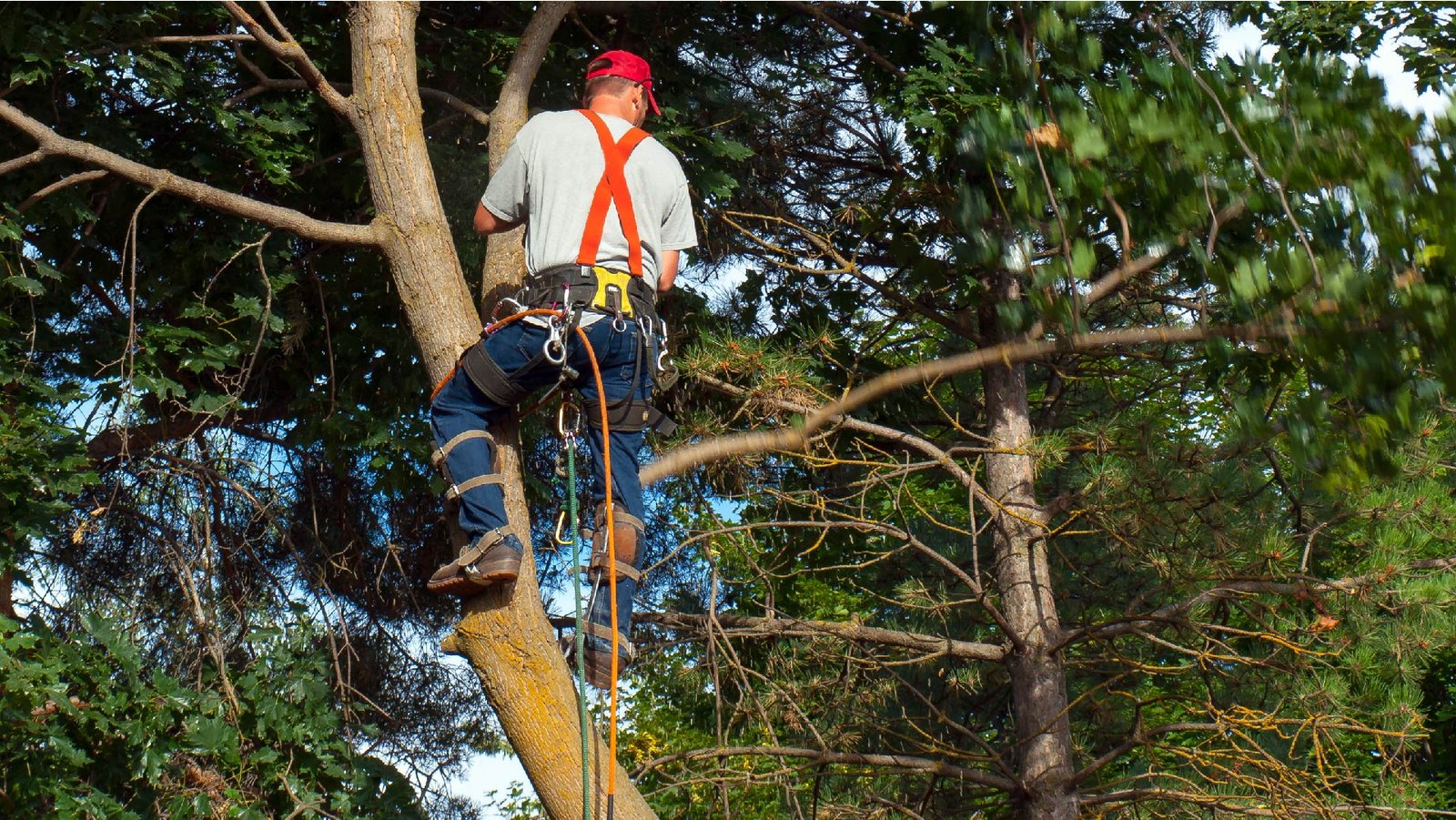 Complete Tree Services
