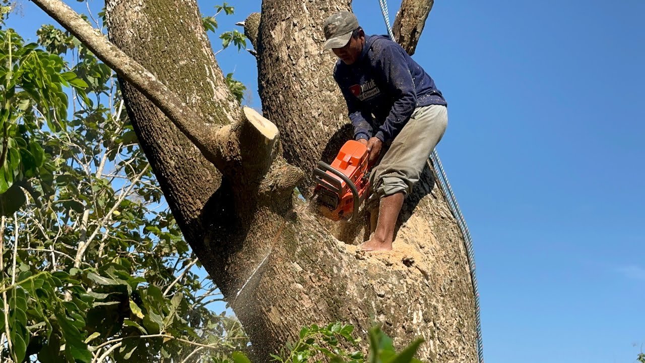 Professional Tree Removal NYC