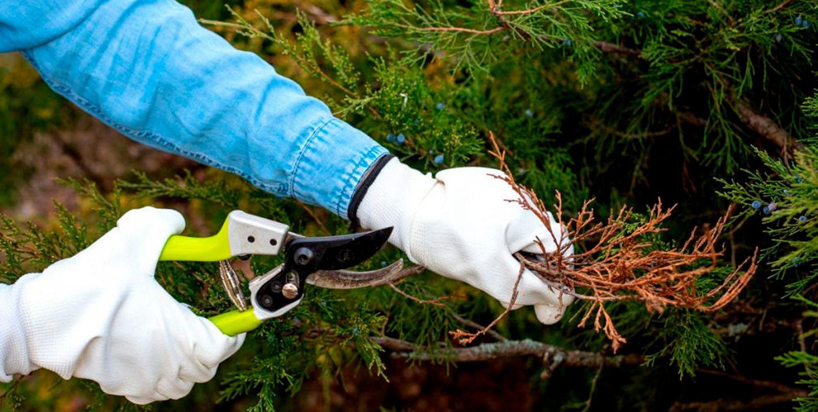 Professional Tree Care Increases