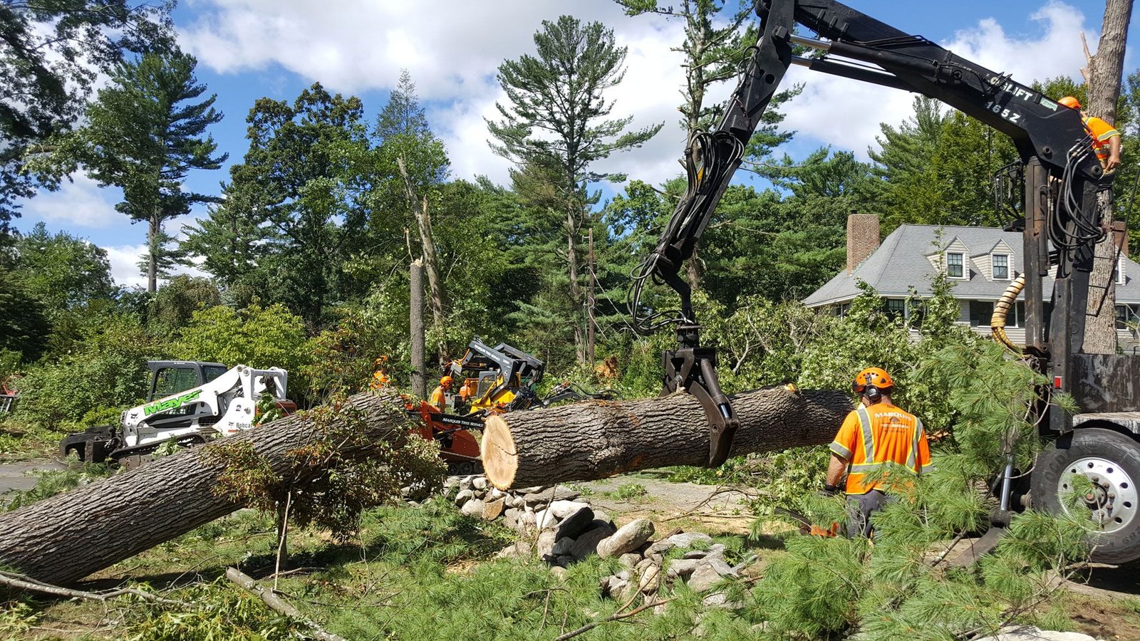 Tree Removal