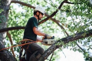 Tree Needs Immediate Removal