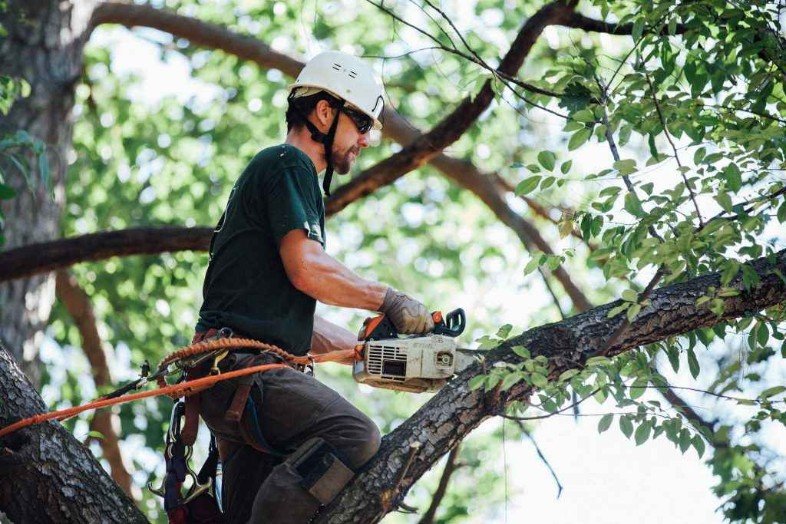 Tree Needs Immediate Removal