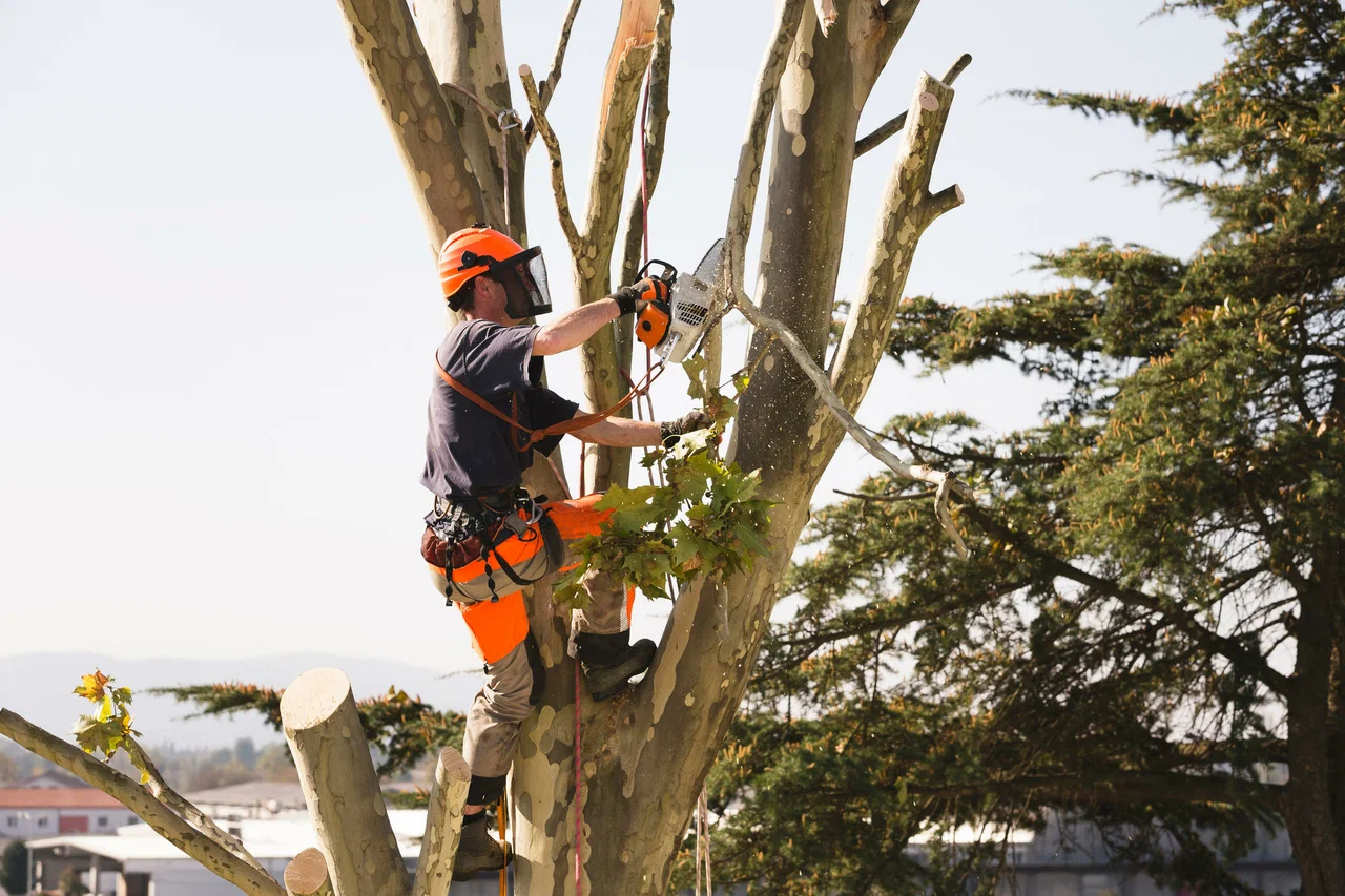 Tree Services Are Essential