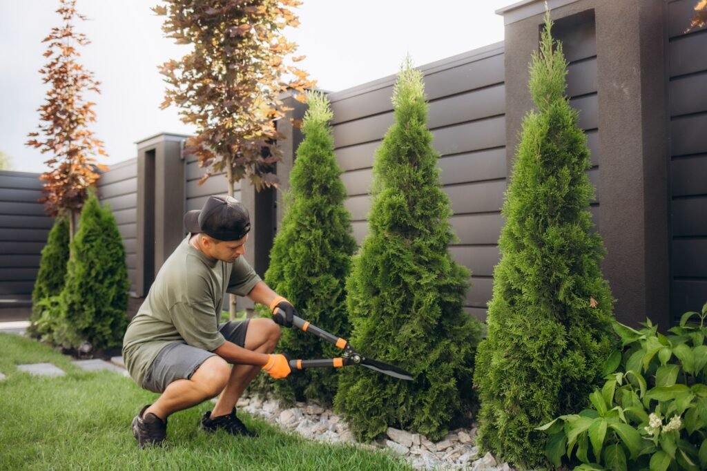 Professional Tree Care Increases