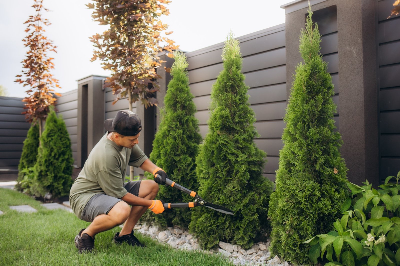 Professional Tree Care Increases