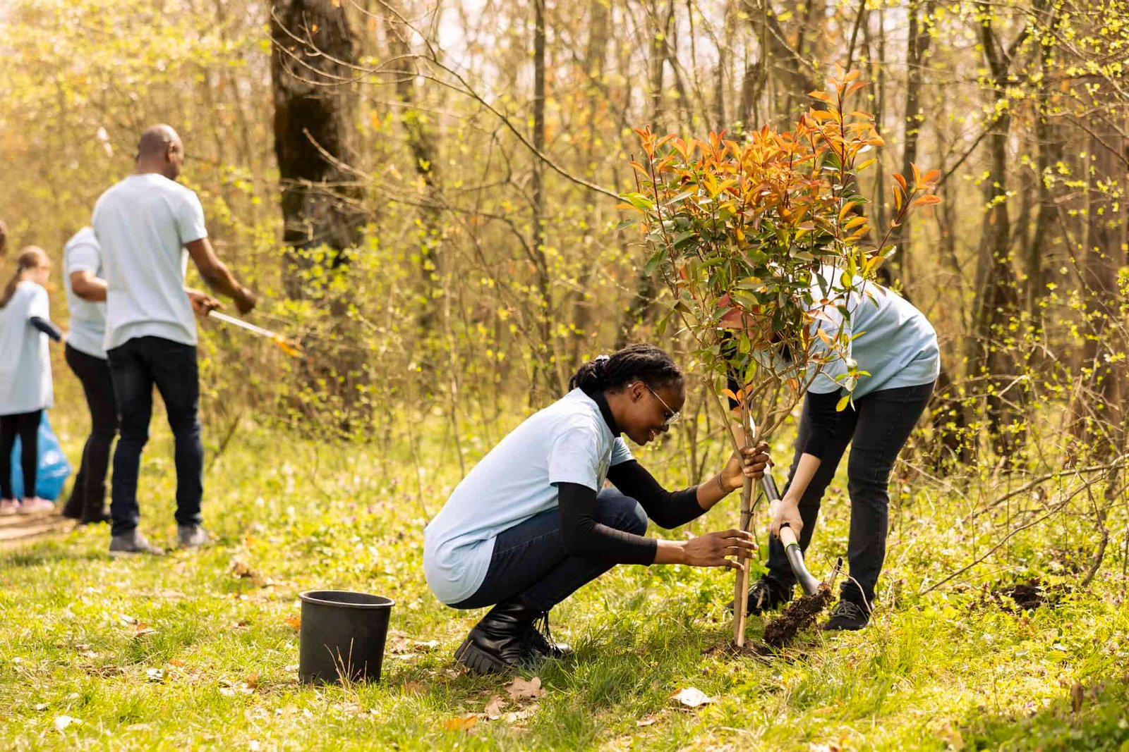 Professional Tree Care Increases