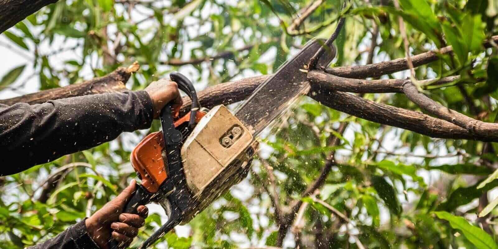 Regular Tree Trimming