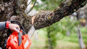 Remove a Tree