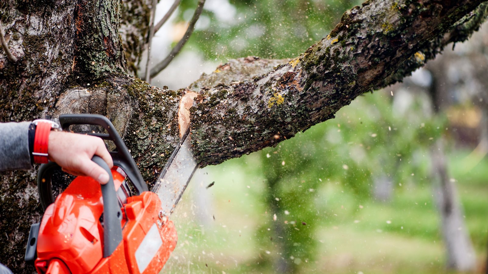 Remove a Tree